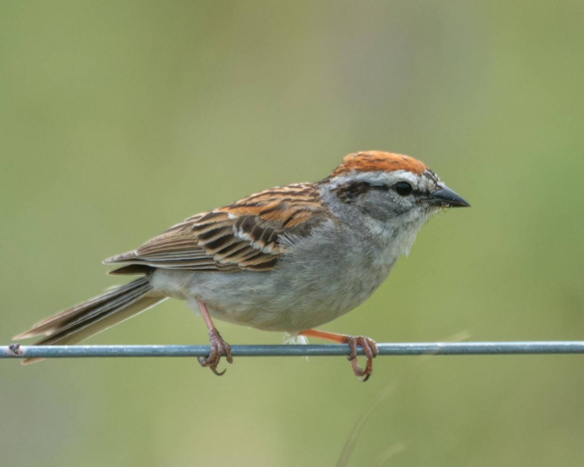 Chipping Sparrow - ML577303101