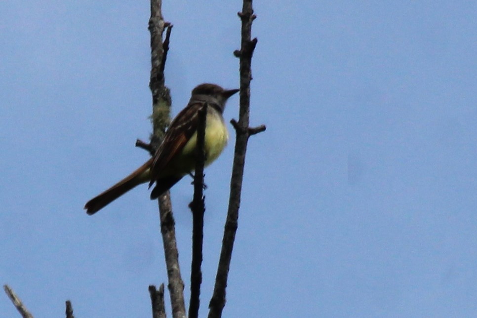Great Crested Flycatcher - ML577305461