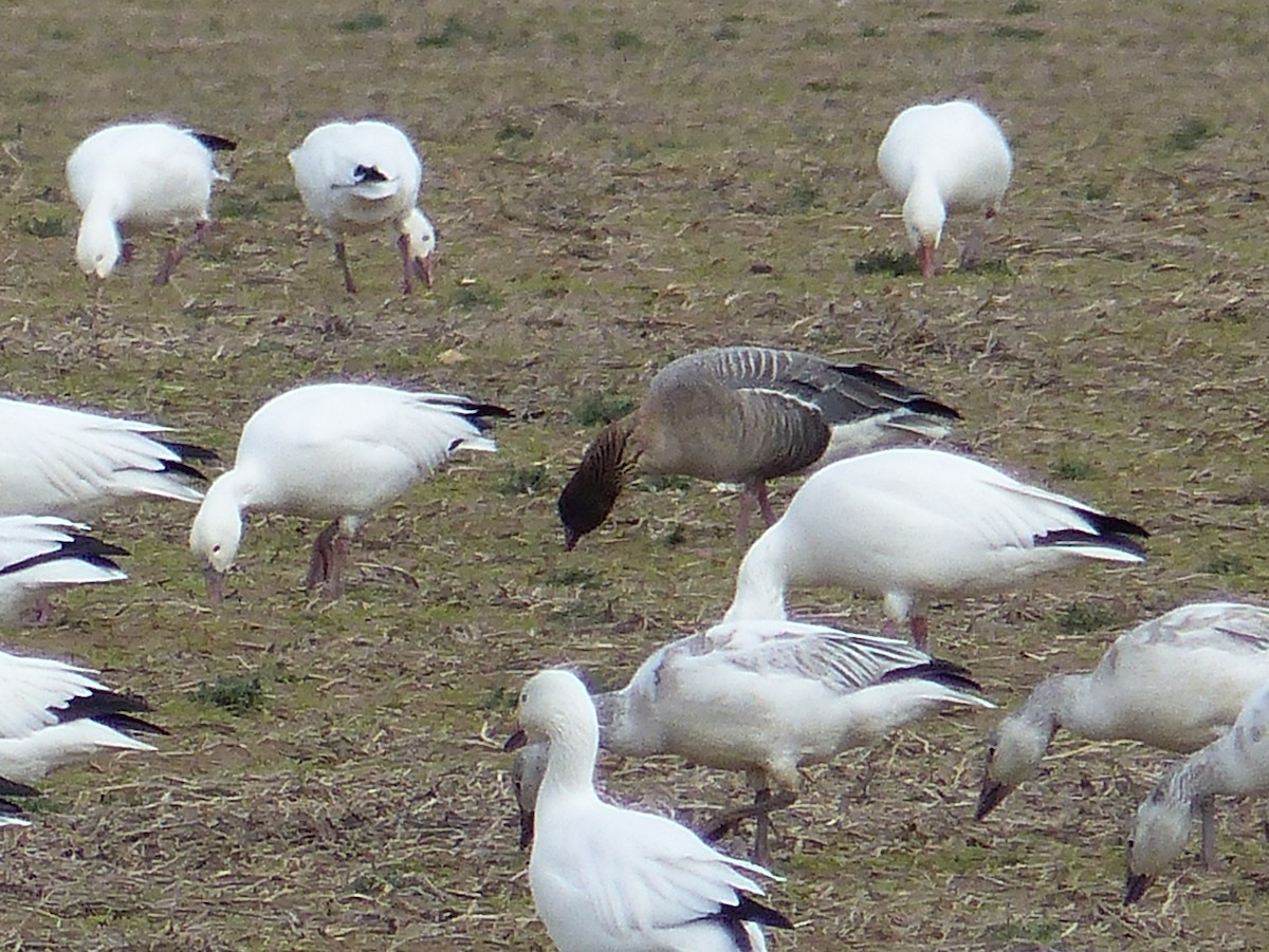 Pink-footed Goose - ML577306011