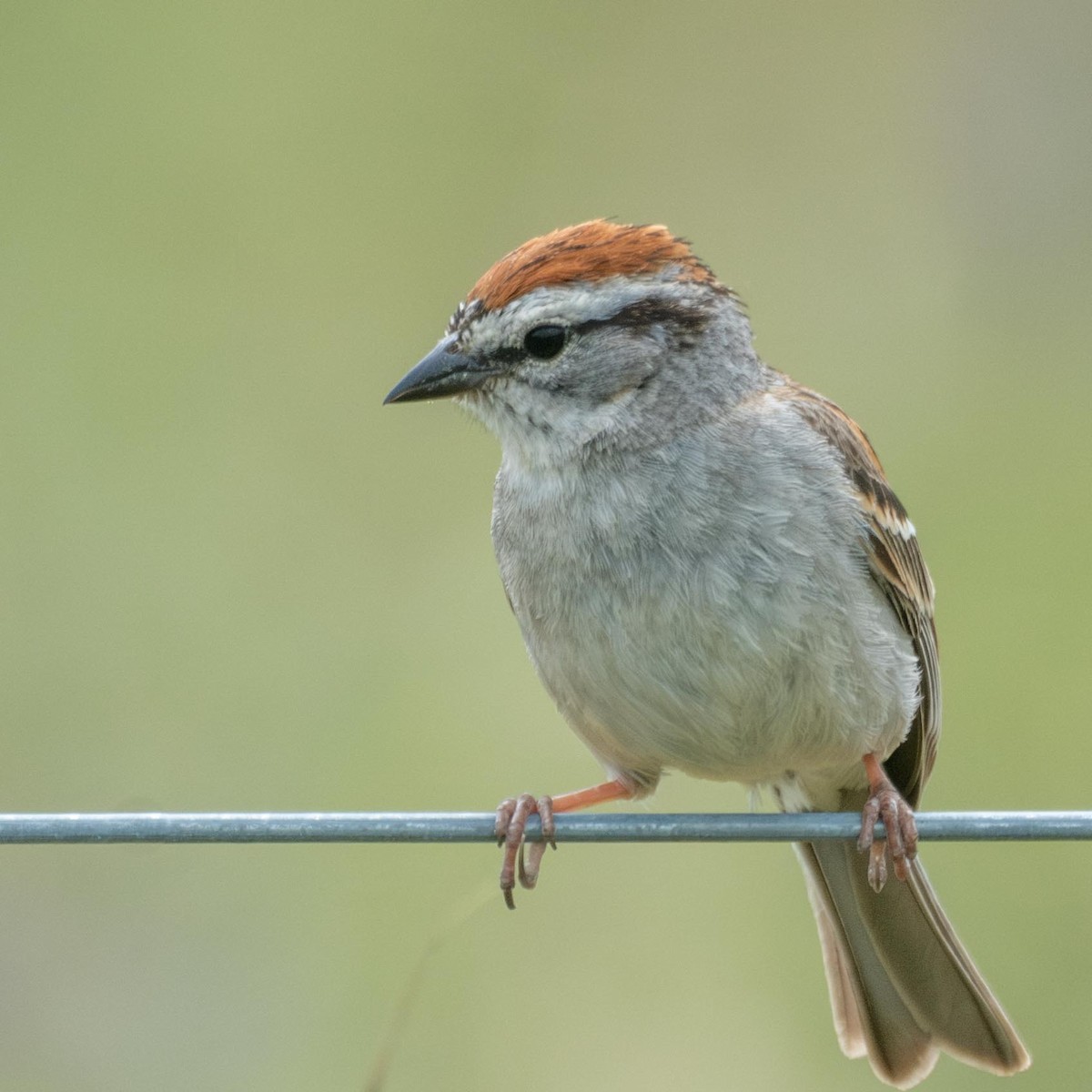 Chipping Sparrow - ML577306931