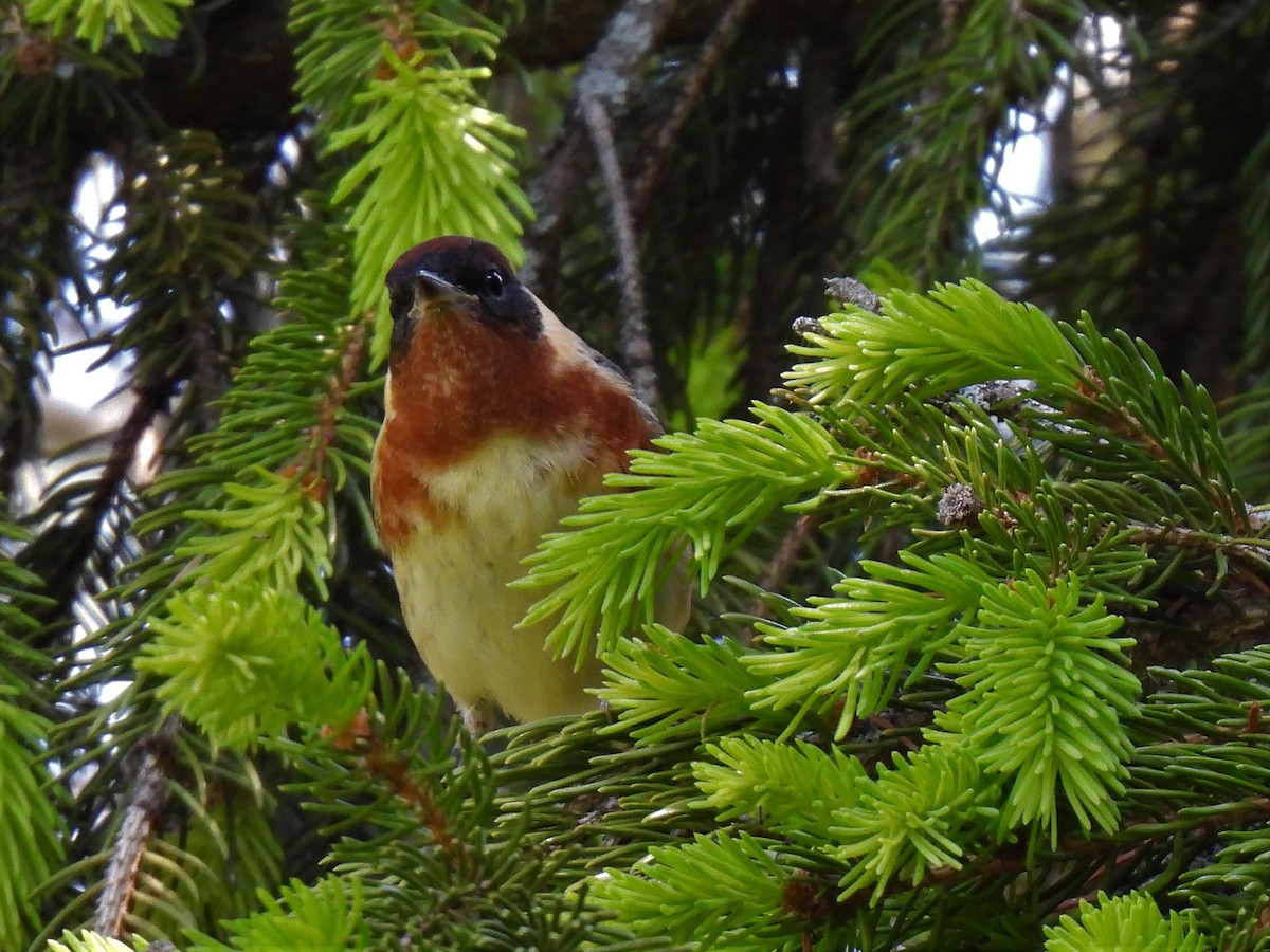 Bay-breasted Warbler - ML577307461