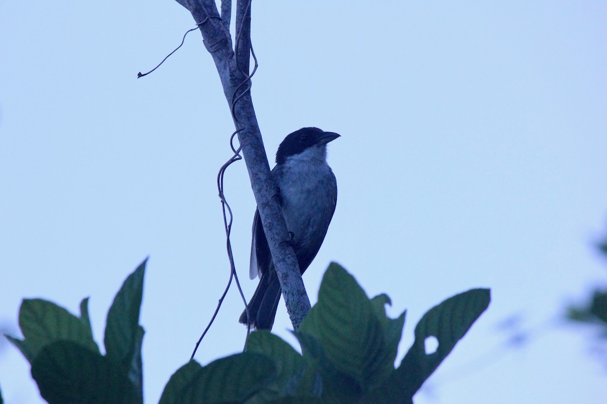 Puerto Rican Tanager - ML577308351
