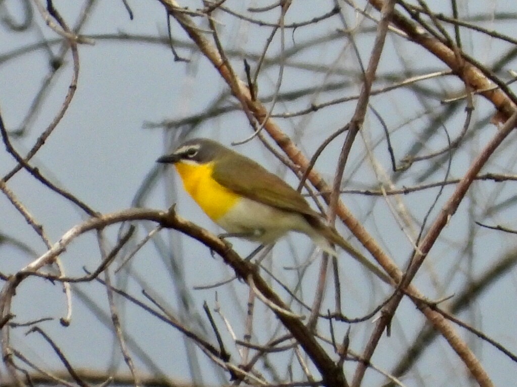 Yellow-breasted Chat - ML577309071