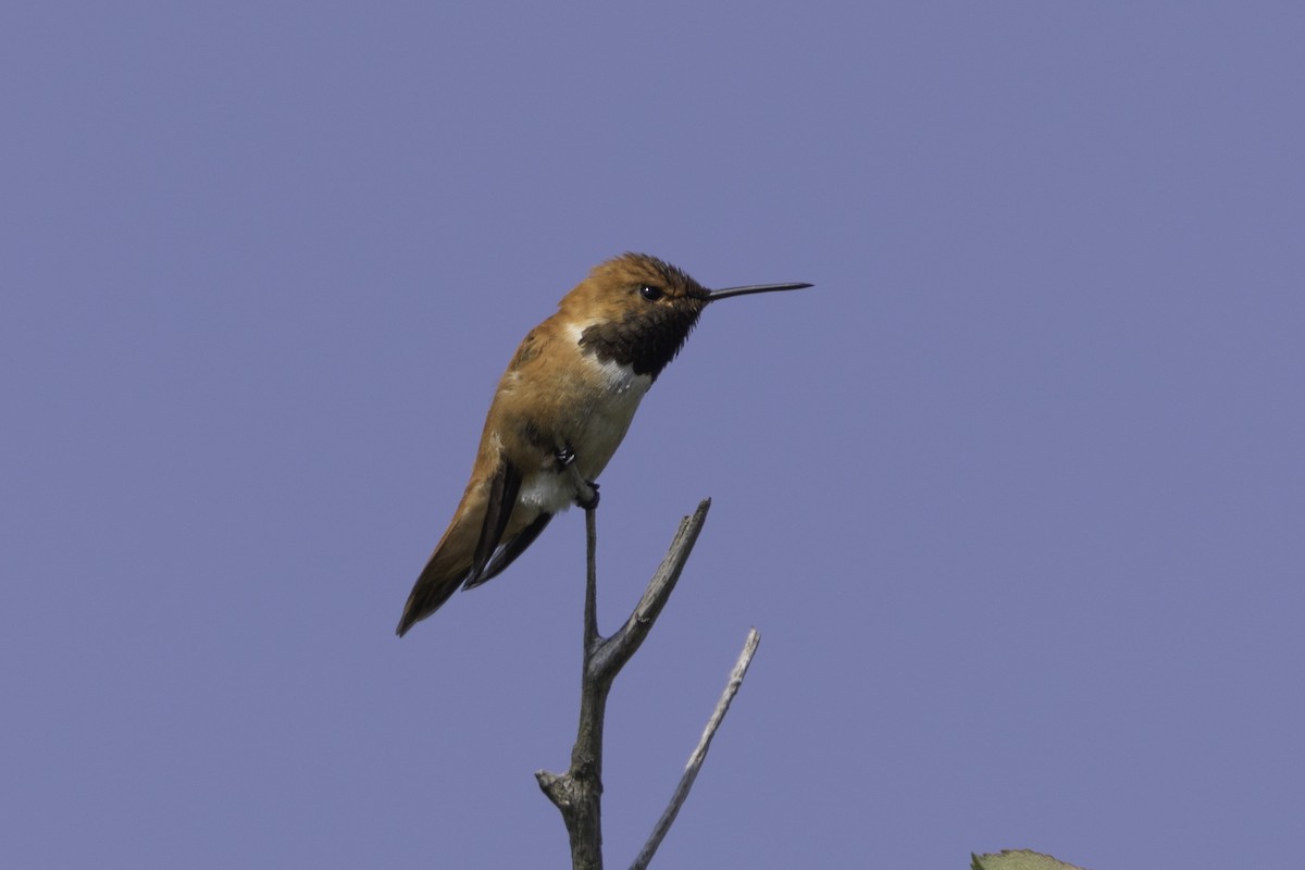 Rufous Hummingbird - ML577309501