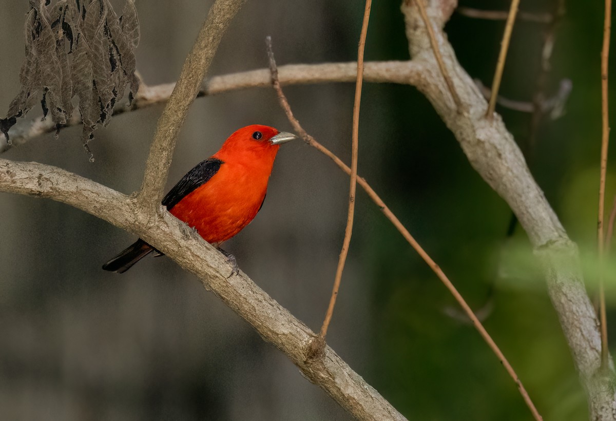 Scarlet Tanager - ML577313011
