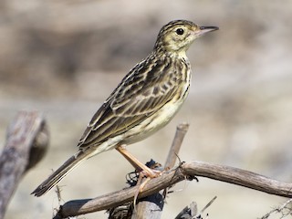 Yellowish Pipit - Anthus chii - Birds of the World