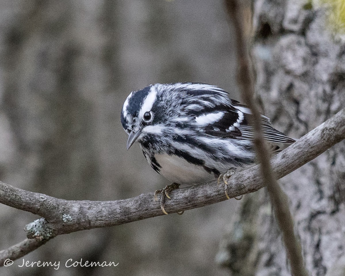 Black-and-white Warbler - Jeremy Coleman
