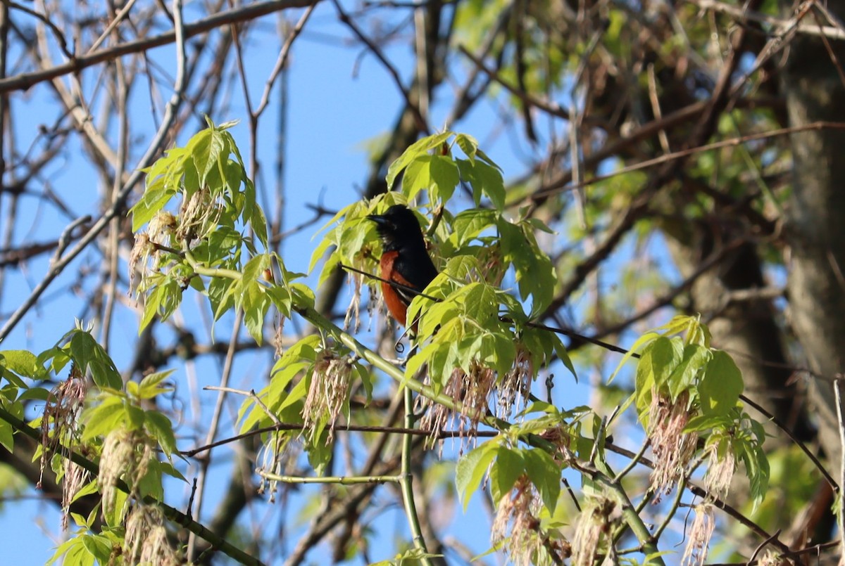 Orchard Oriole - ML577323011