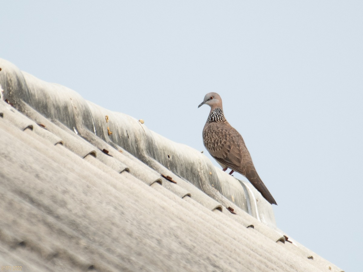 Spotted Dove - T I