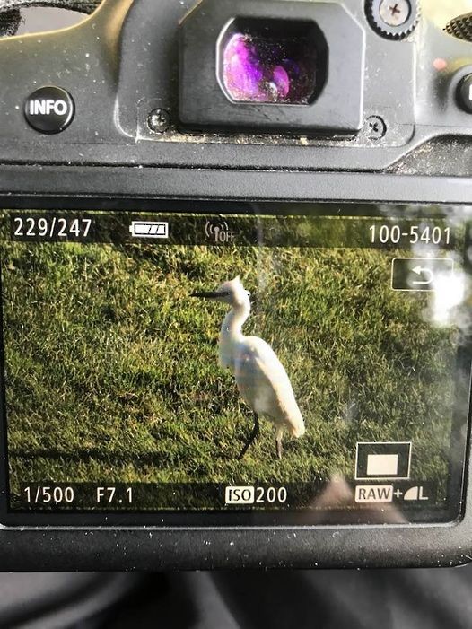 New Zealand Bird Atlas Checklist May Wellington College Wellington City Species