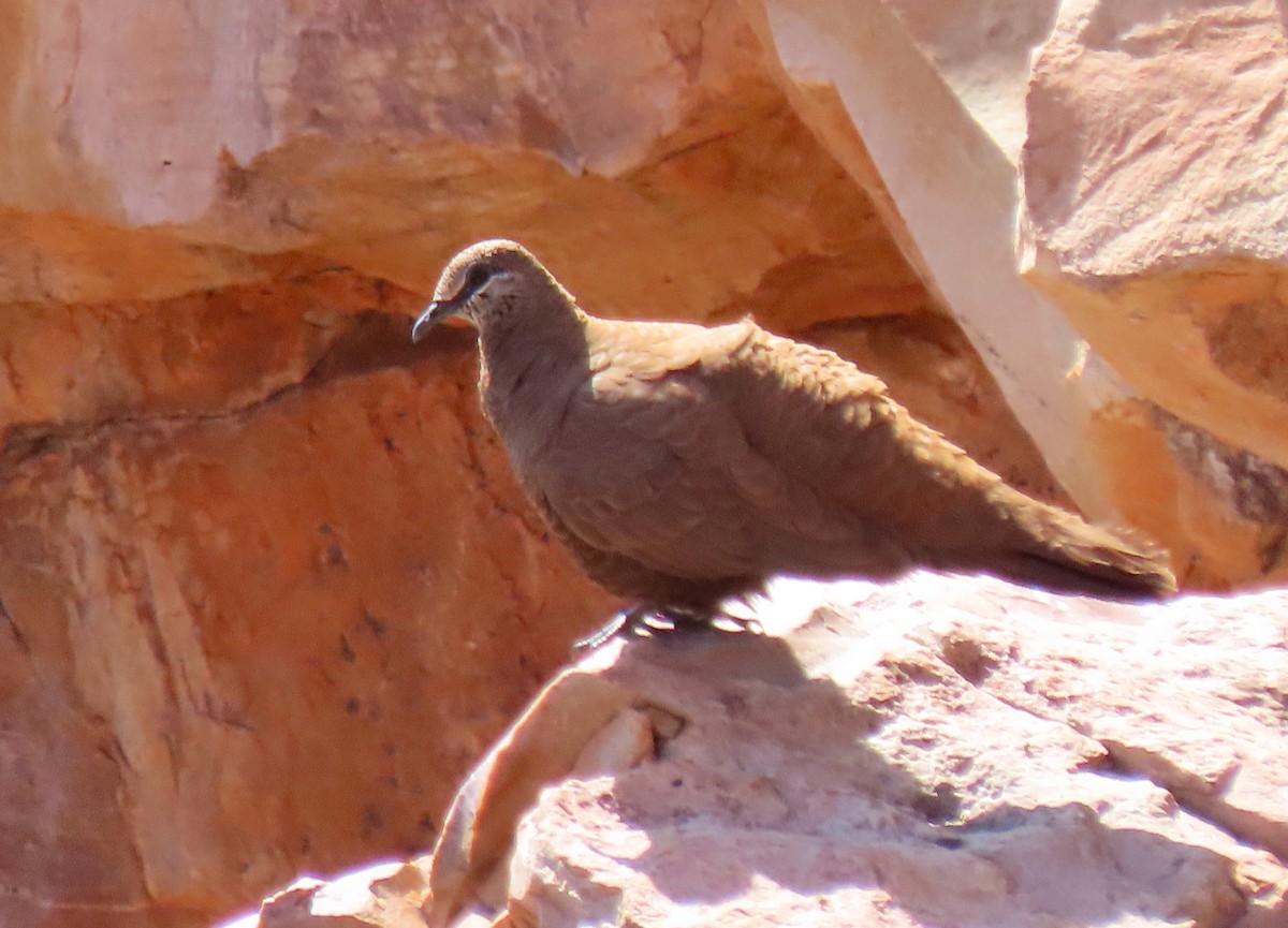 White-quilled Rock-Pigeon - Peter Taylor (ex Birding SW)