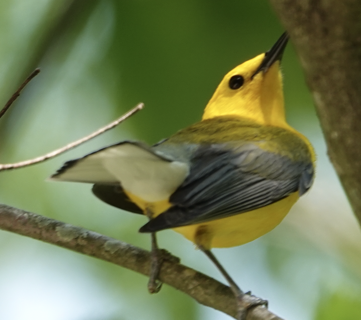 Prothonotary Warbler - ML577332071