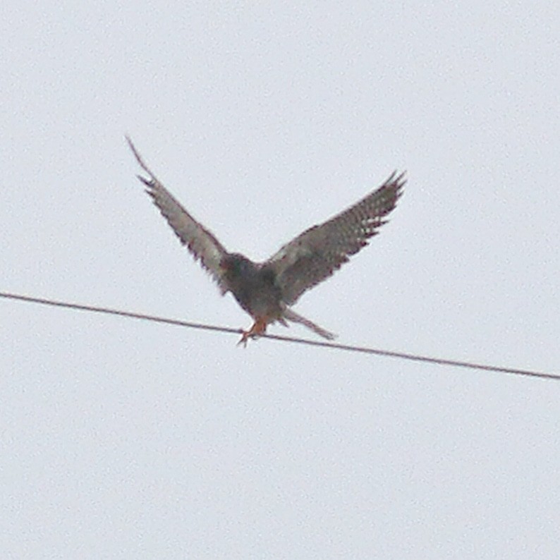 Red-footed Falcon - ML577336961