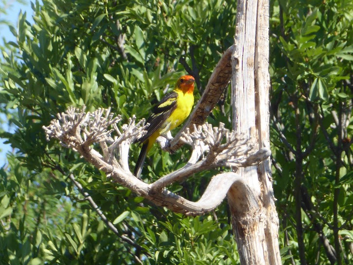 Western Tanager - ML577337171