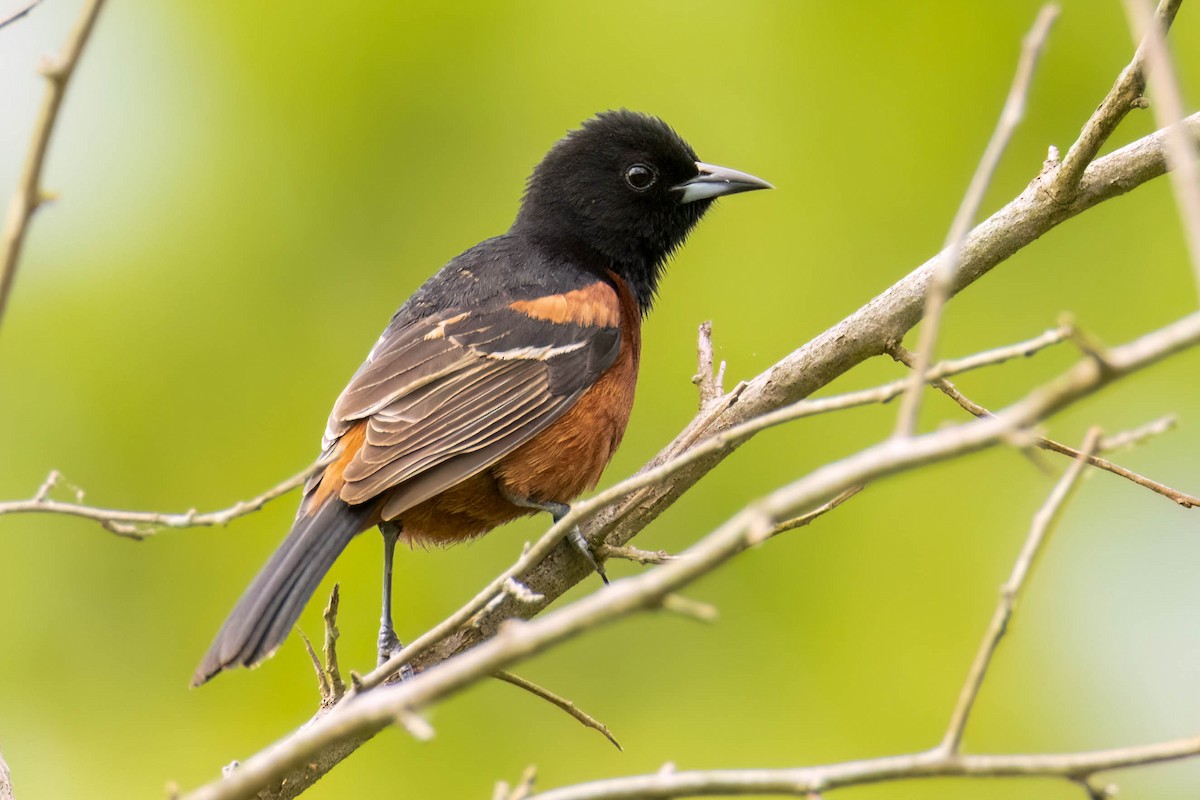 Orchard Oriole - ML577337221