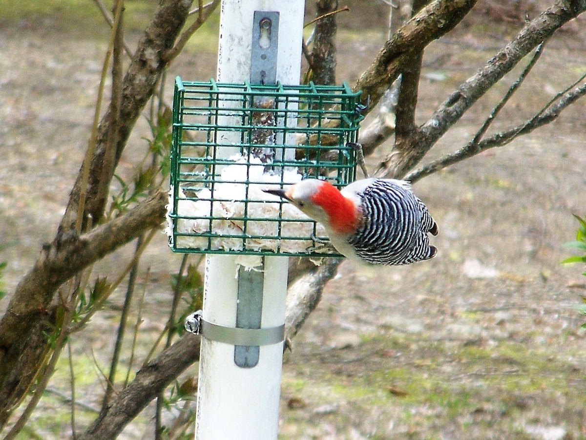 Red-bellied Woodpecker - ML57733741