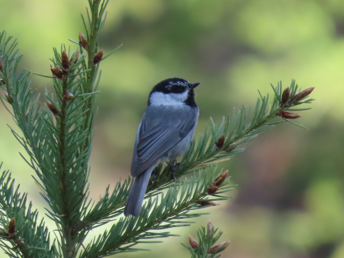 eBird Checklist 24 May 2023 Mendocino National Forest, Orland USCA