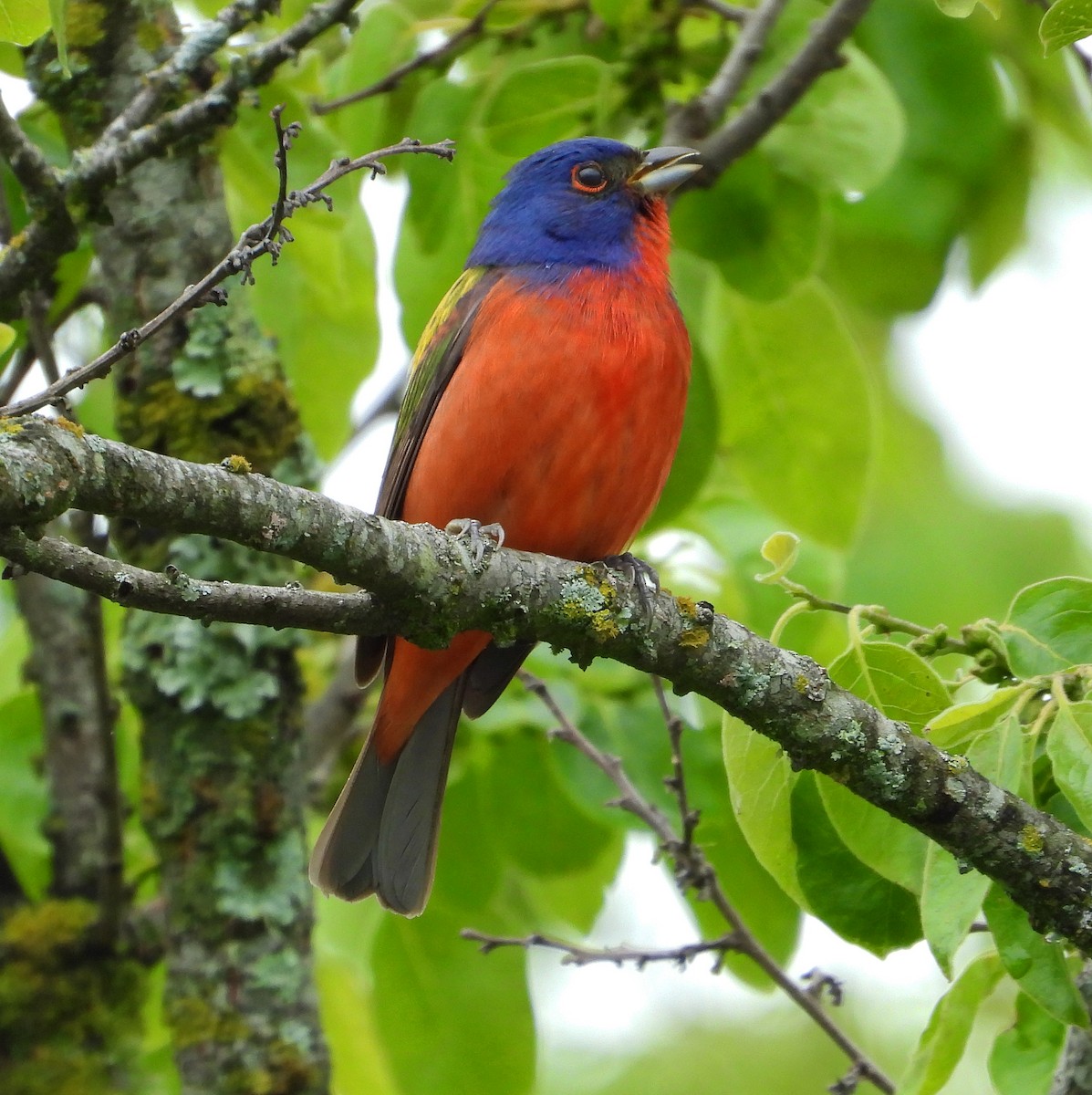 Painted Bunting - ML577348231