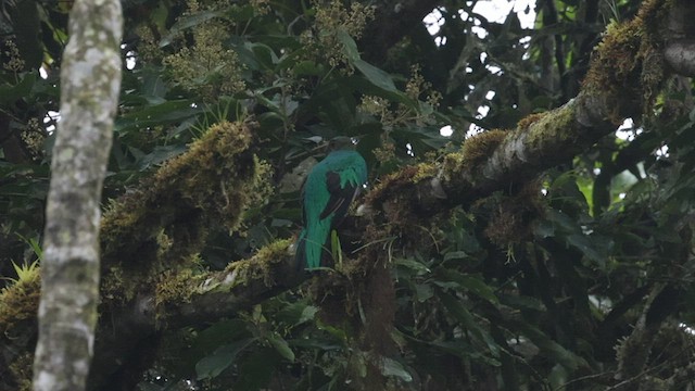 Golden-headed Quetzal - ML577348501