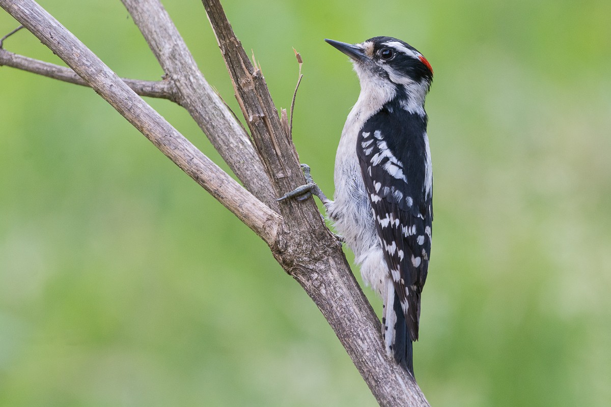 Downy Woodpecker - ML577357271