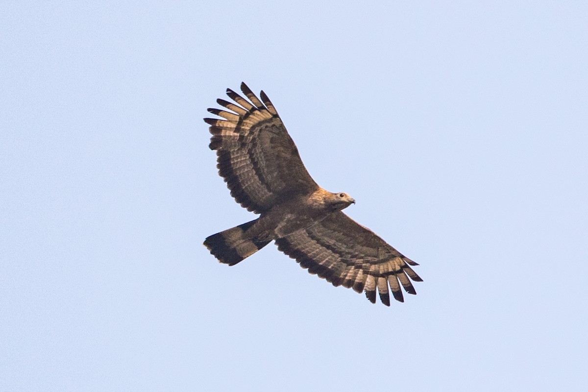 Crested Serpent-Eagle - ML577373821