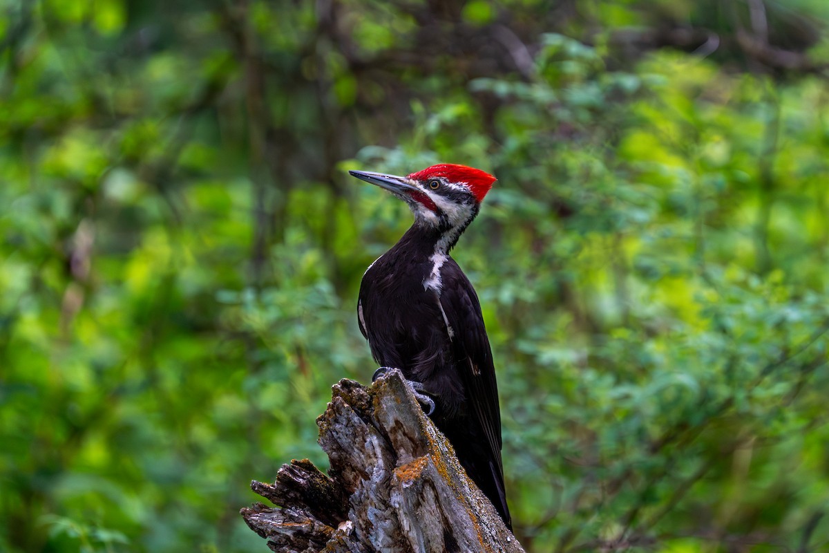 Pileated Woodpecker - ML577373931