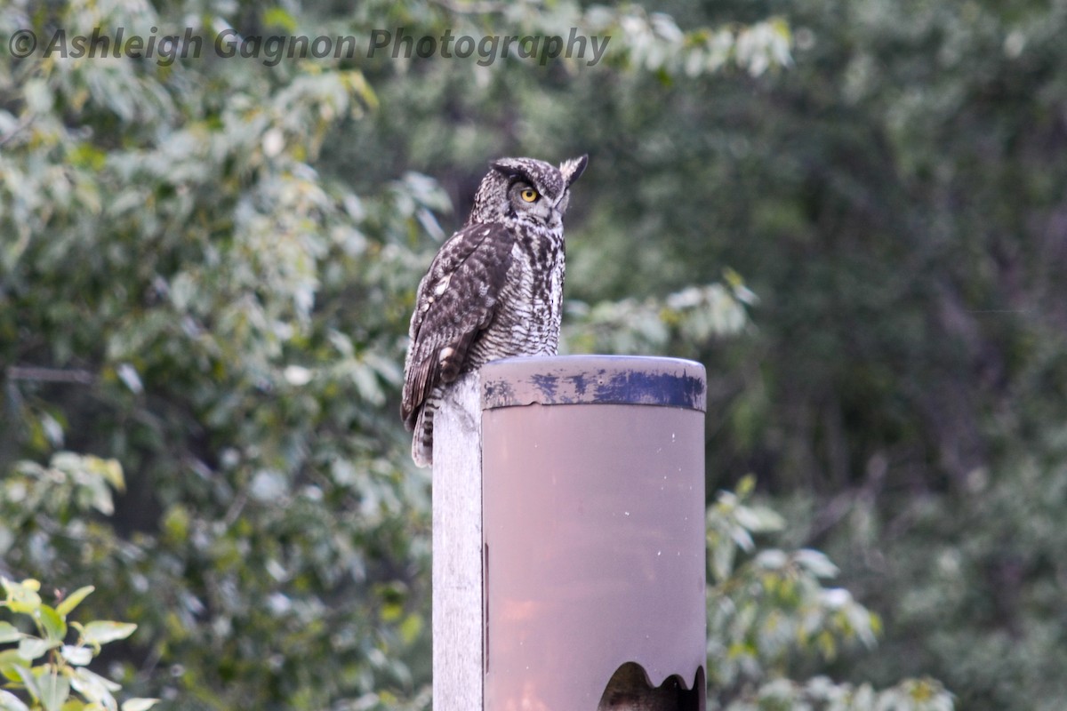 Great Horned Owl - ML577374671