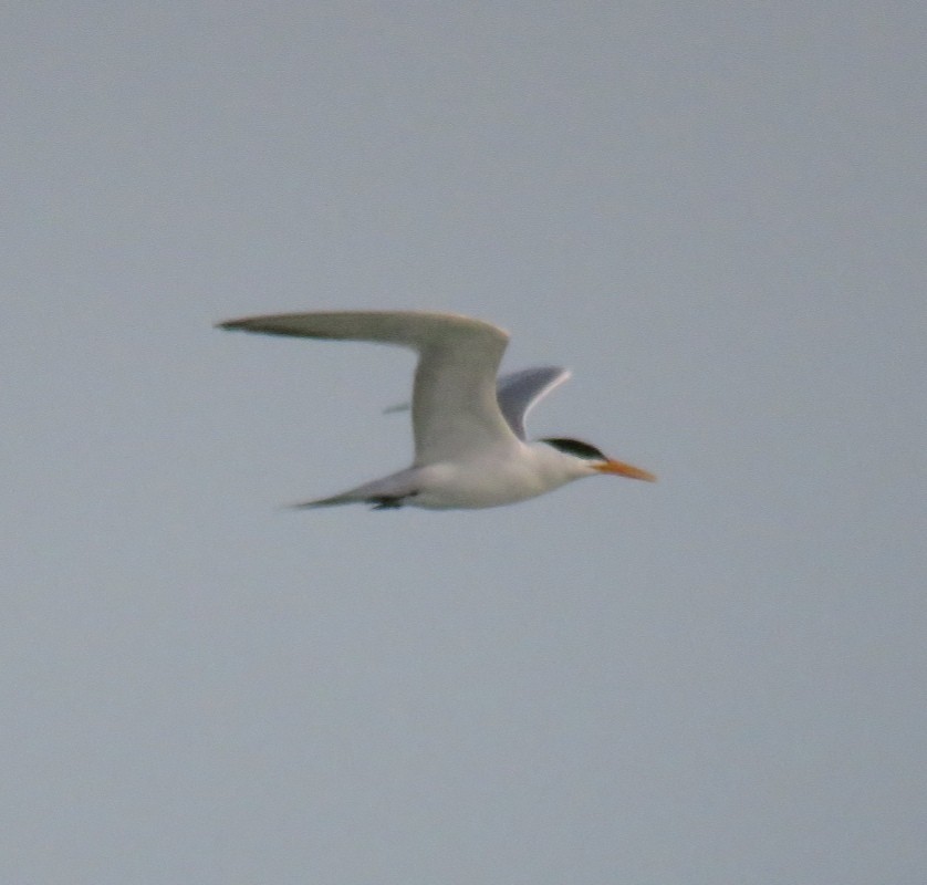 Lesser Crested Tern - ML577374781