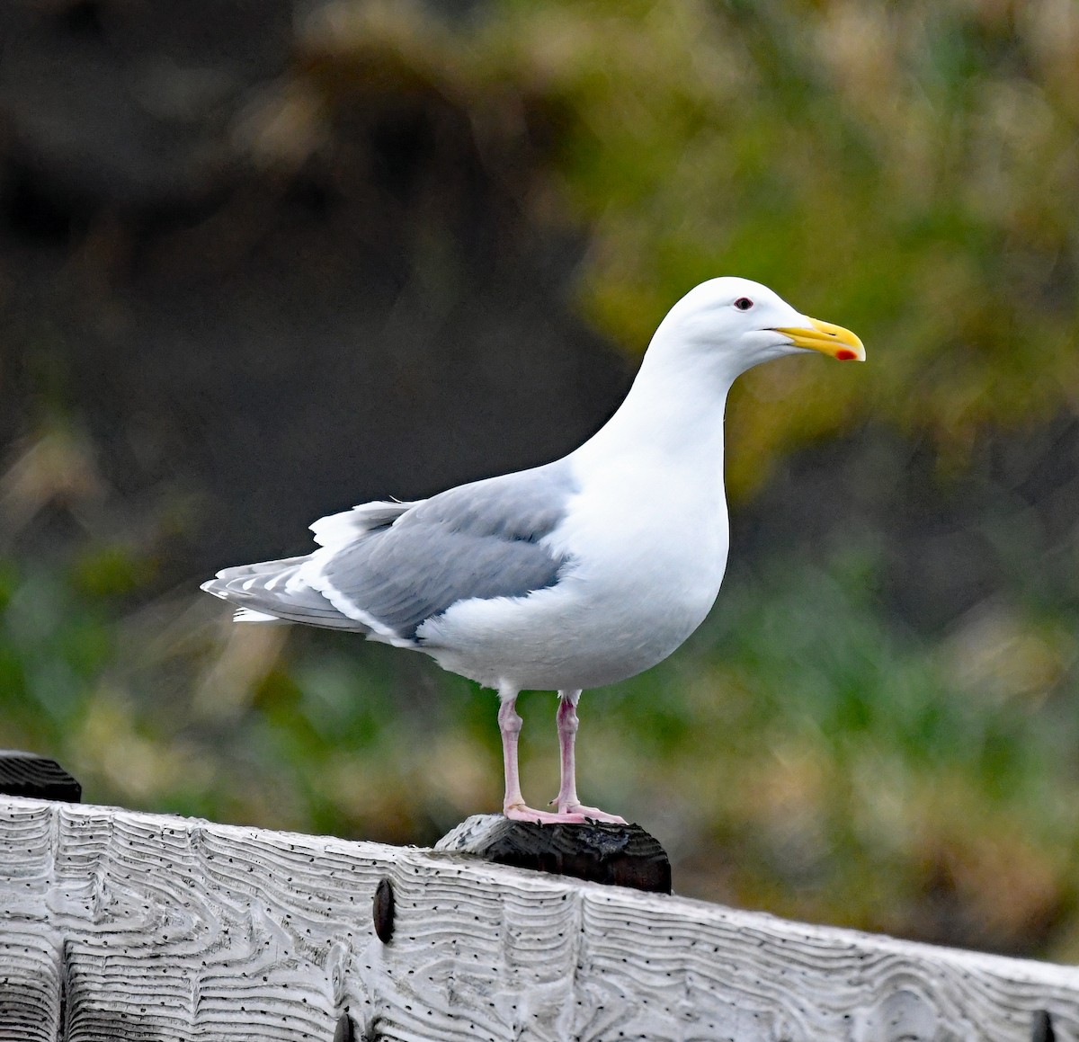 Glaucous-winged Gull - Richard Taylor