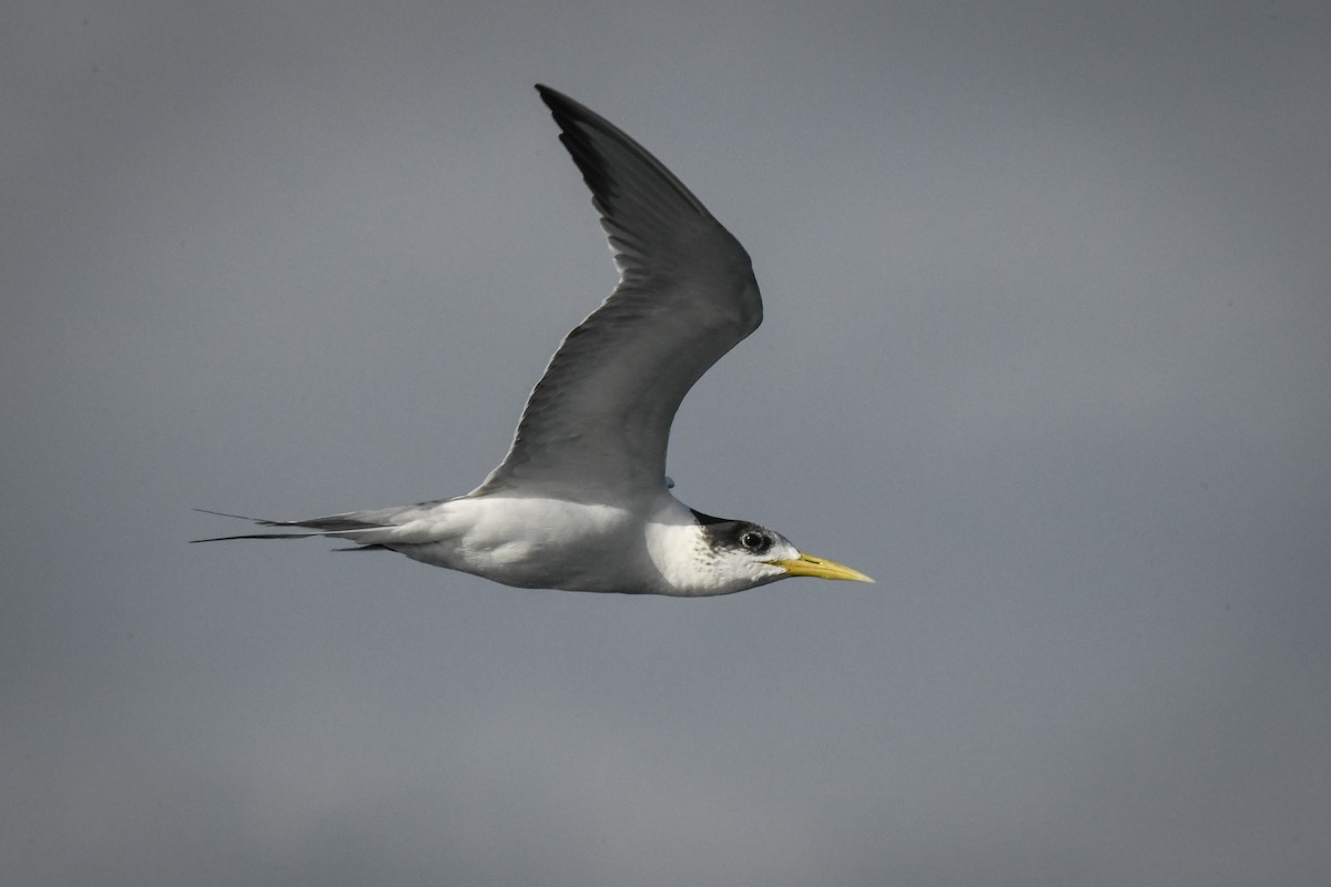 Great Crested Tern - ML577385421