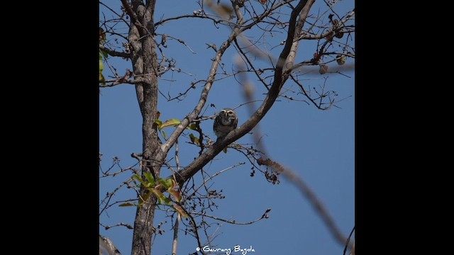 Forest Owlet - ML577388771