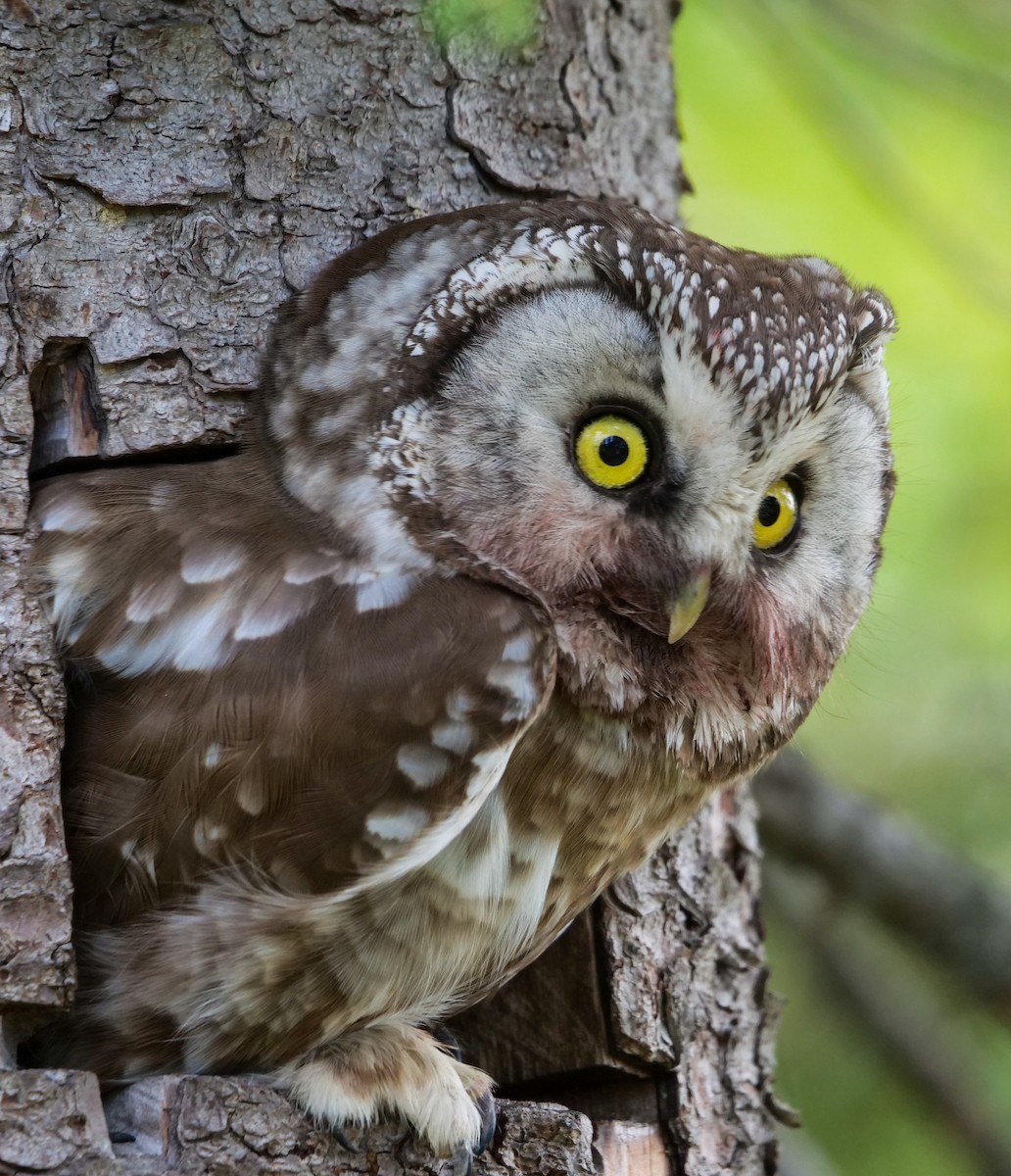 Boreal Owl (Tengmalm's) - ML577390121