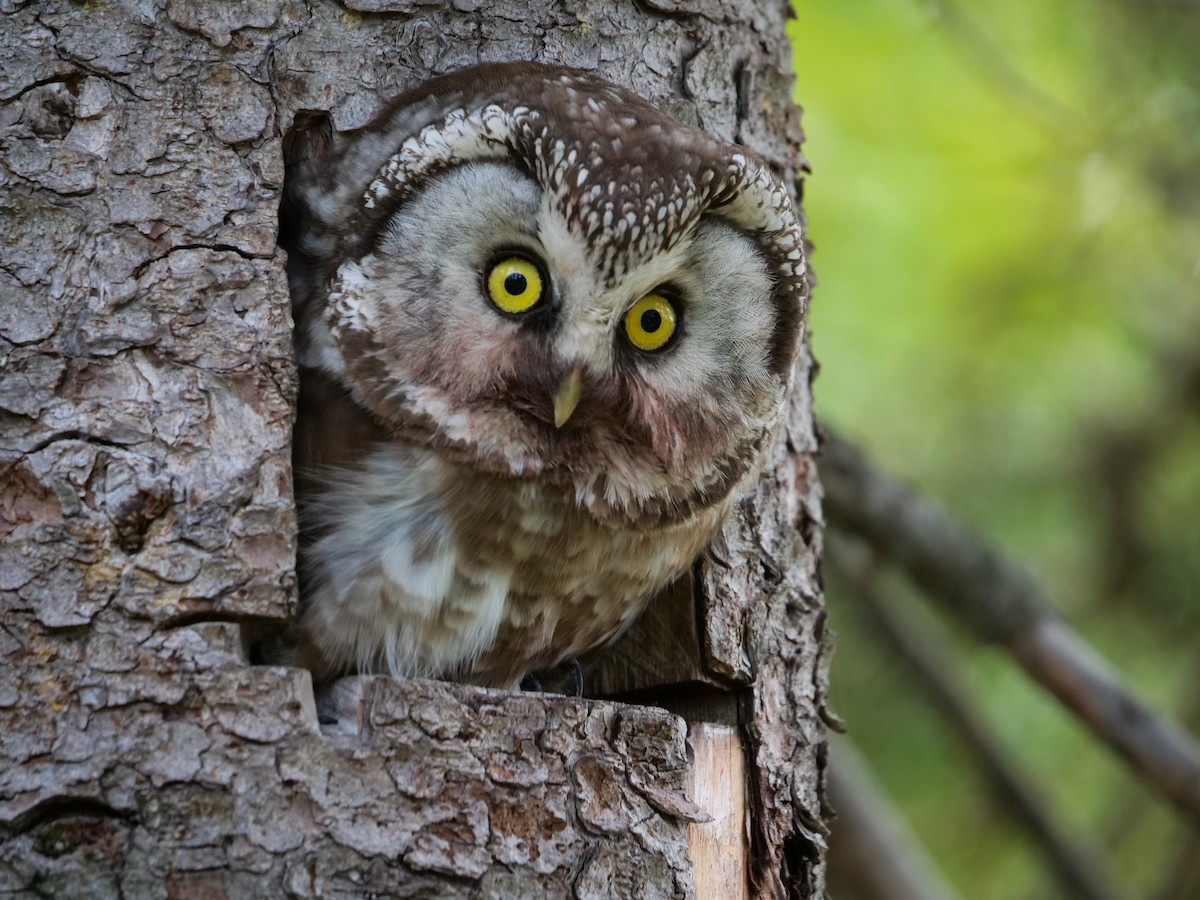 Boreal Owl (Tengmalm's) - ML577390131