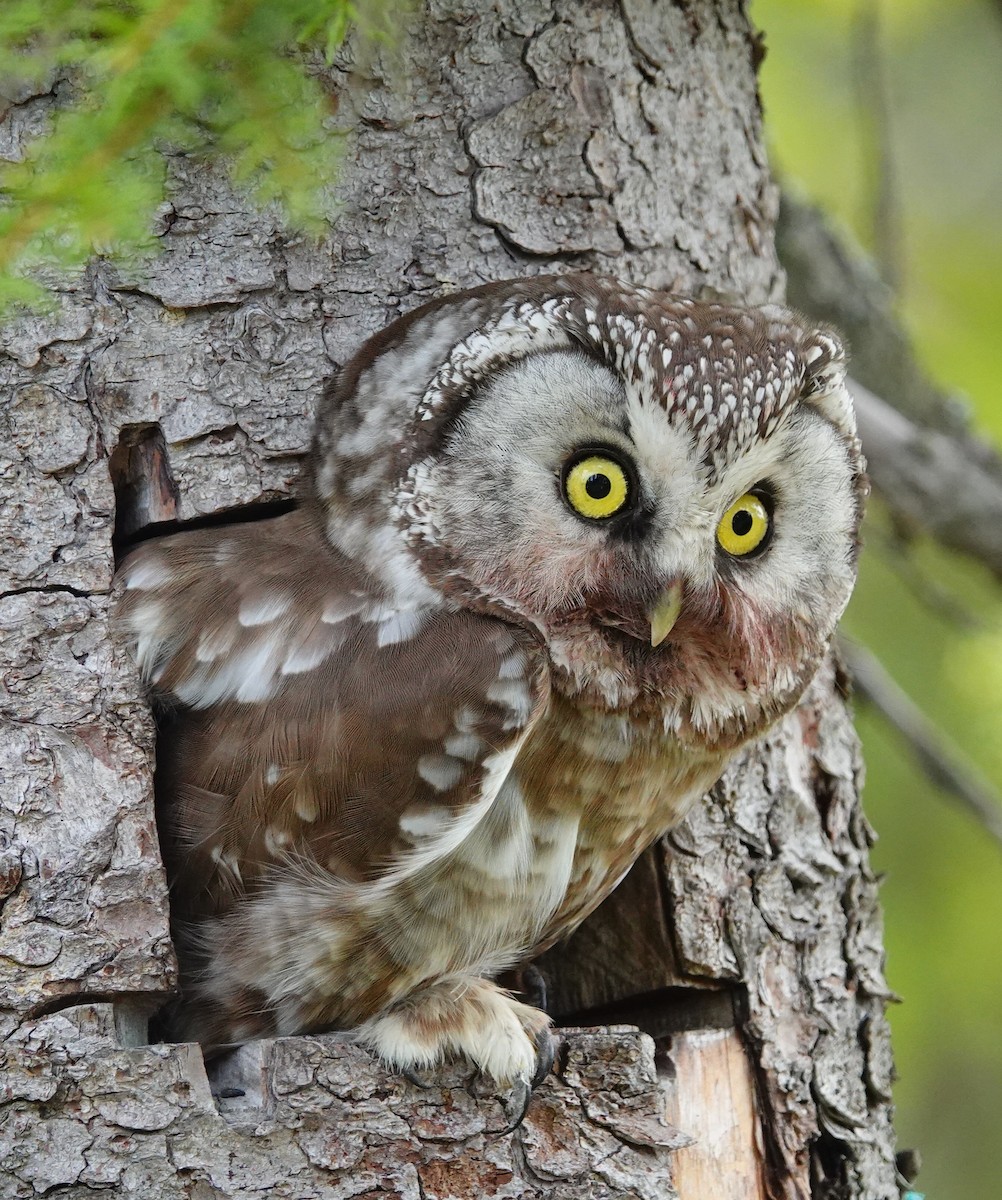 Boreal Owl (Tengmalm's) - ML577390141