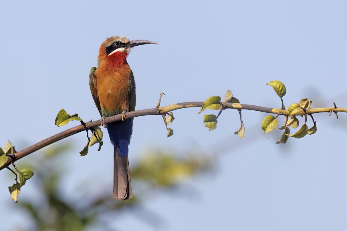 White-fronted Bee-eater - ML577392361