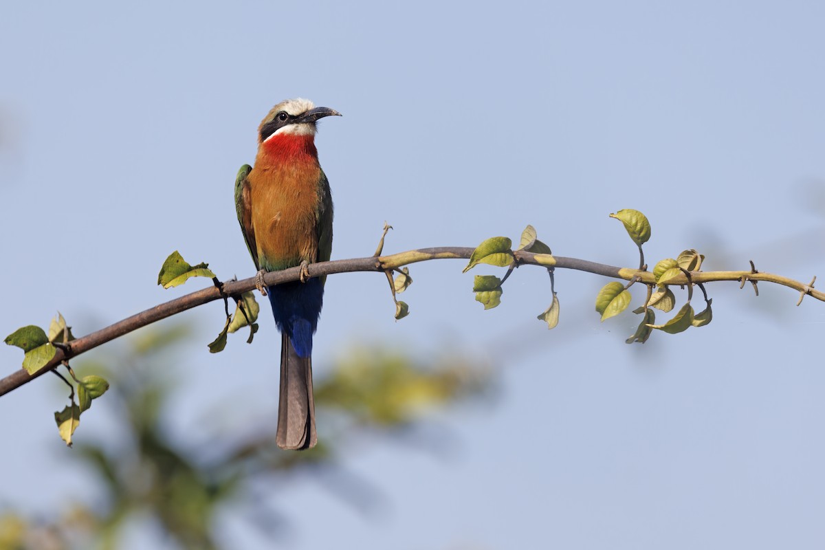 White-fronted Bee-eater - ML577392371