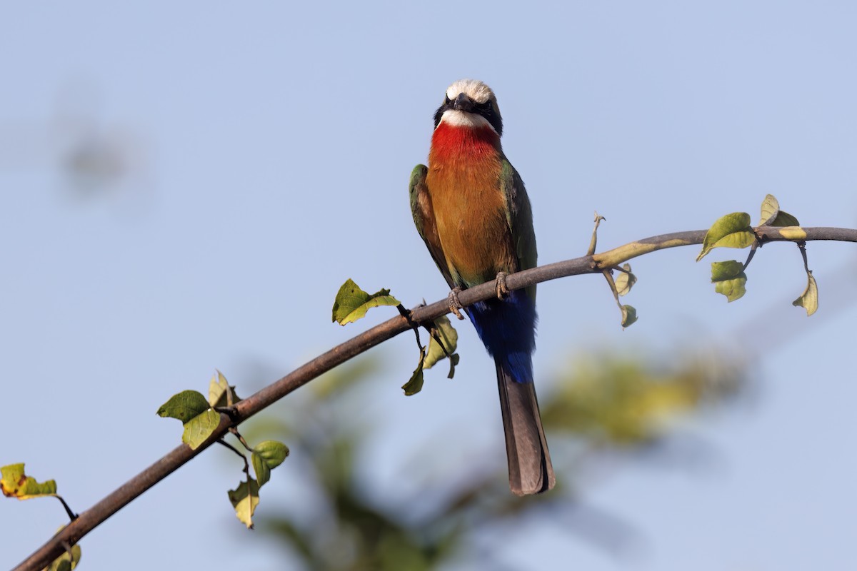 White-fronted Bee-eater - ML577392381