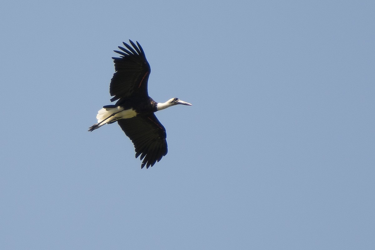 African Woolly-necked Stork - ML577393621