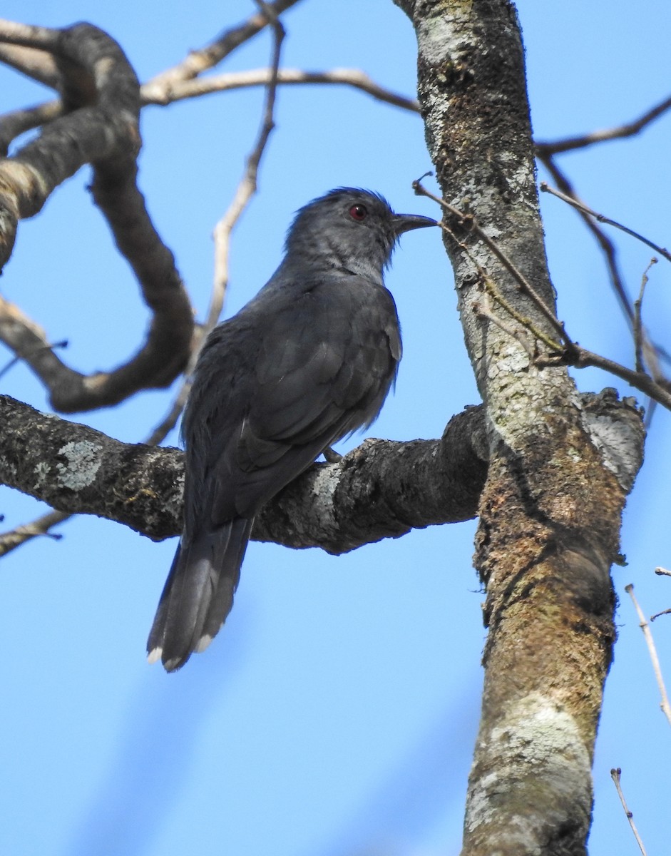 Gray-bellied Cuckoo - ML577394831