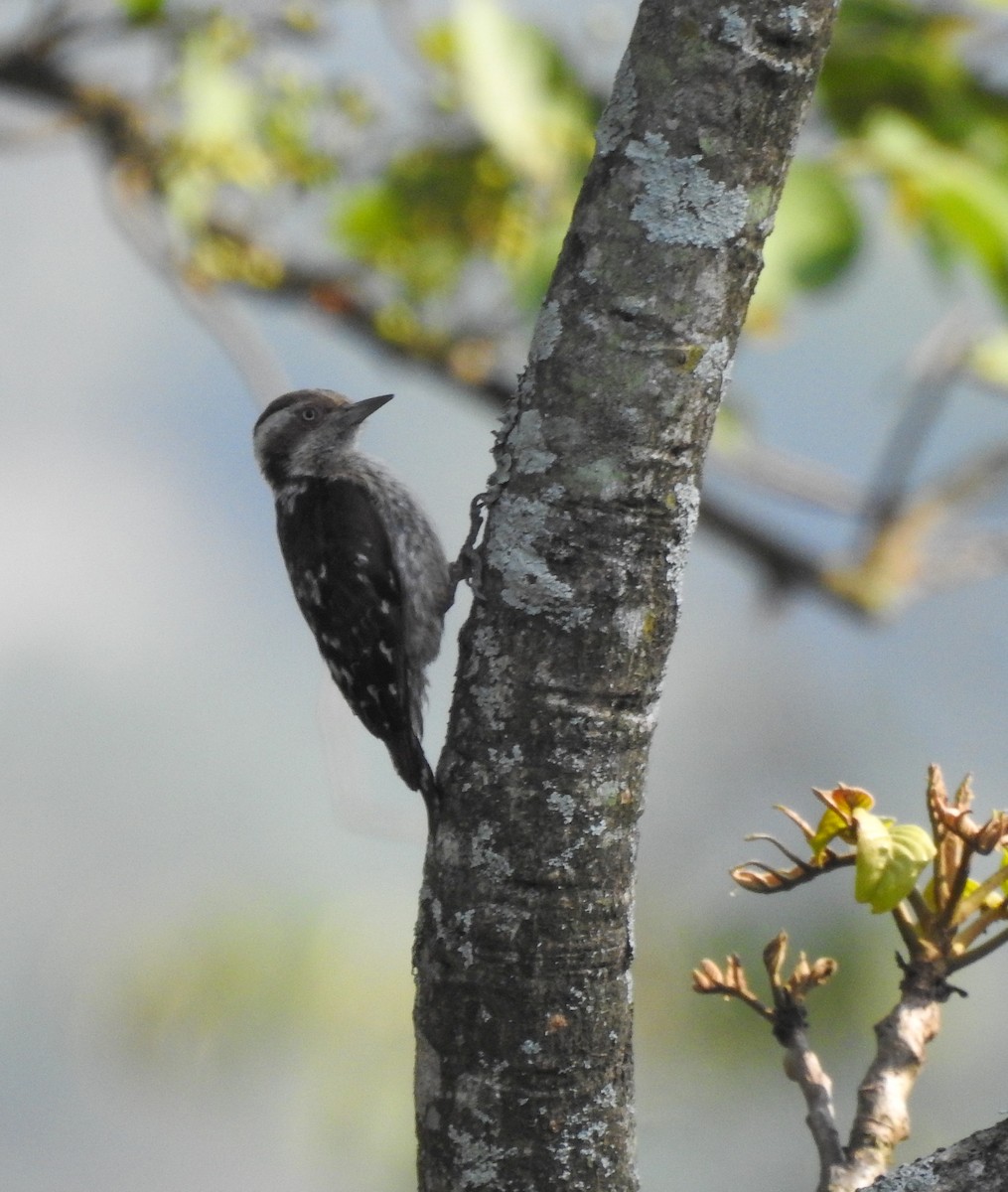 Brown-capped Pygmy Woodpecker - ML577395251