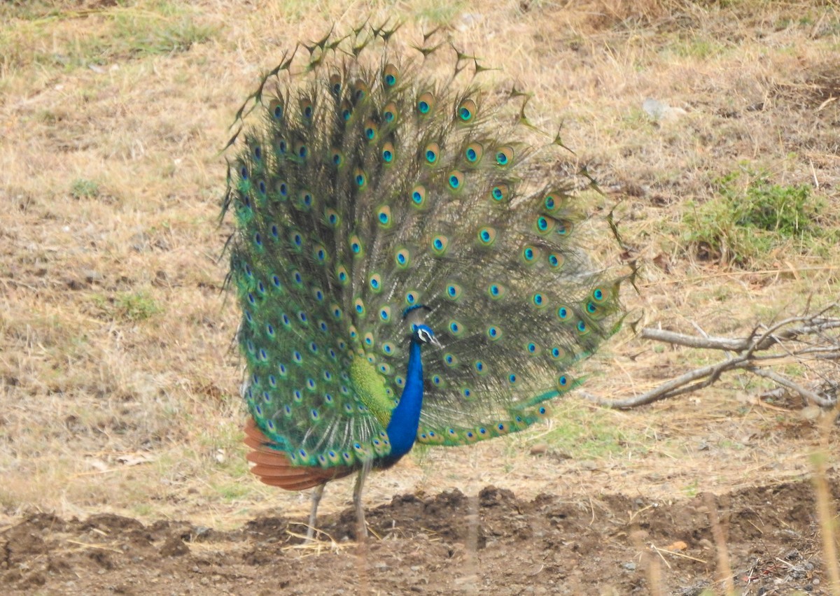 Indian Peafowl - ashish salgaonkar