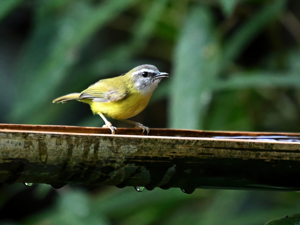 Yellow-bellied Warbler - ML577397591