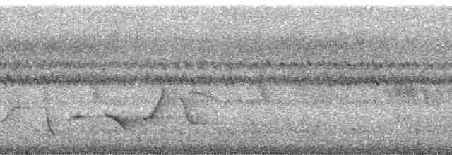 fijiplystrer (graeffii gr.) - ML5774