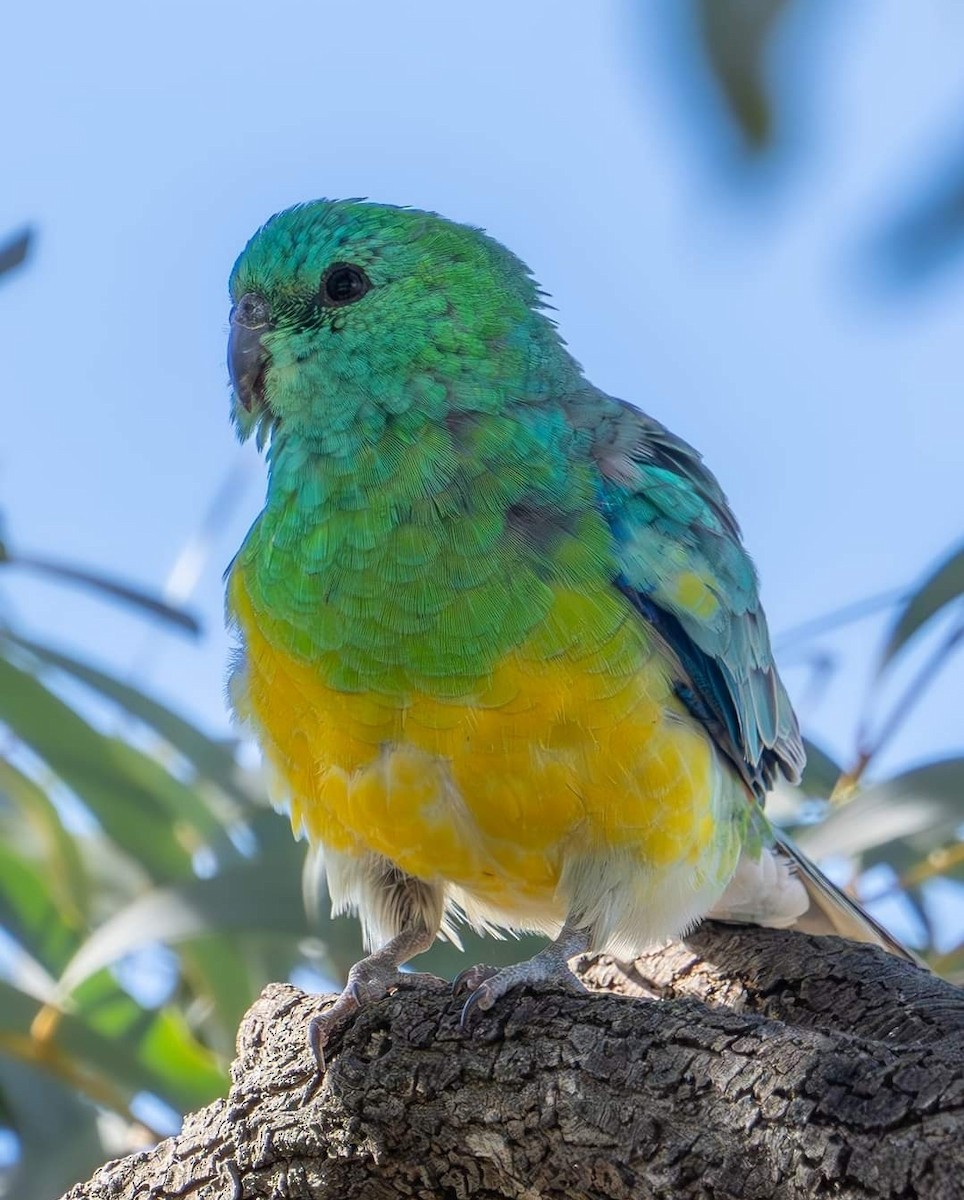 Red-rumped Parrot - ML577400761