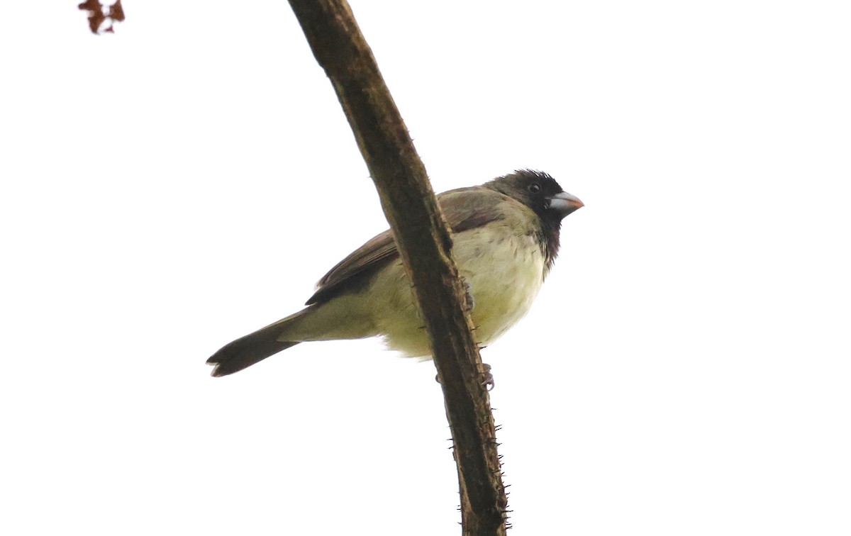 Yellow-bellied Seedeater - ML577400821