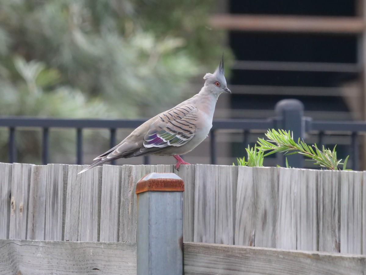 Crested Pigeon - ML577404181