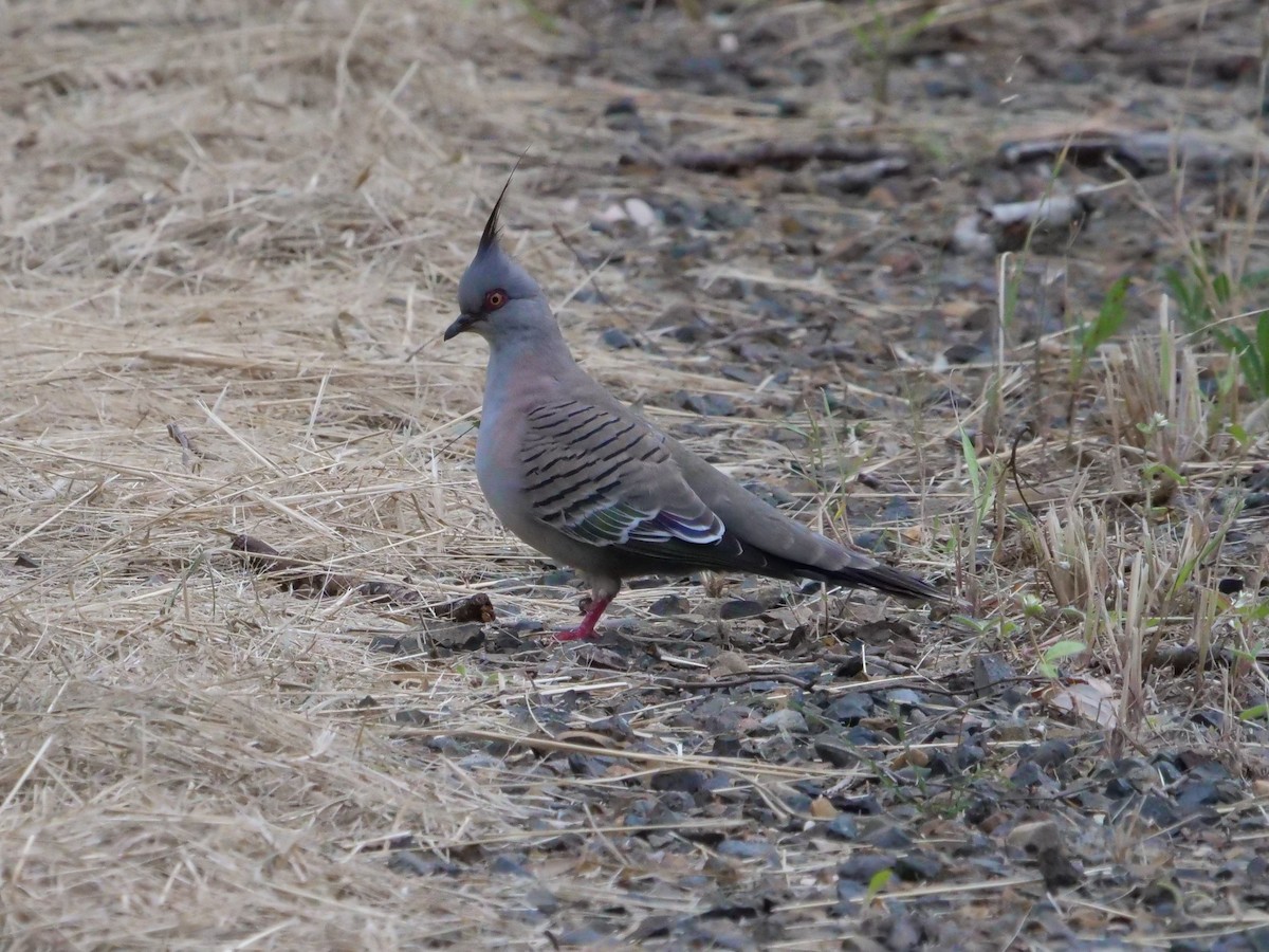 Crested Pigeon - ML577404191
