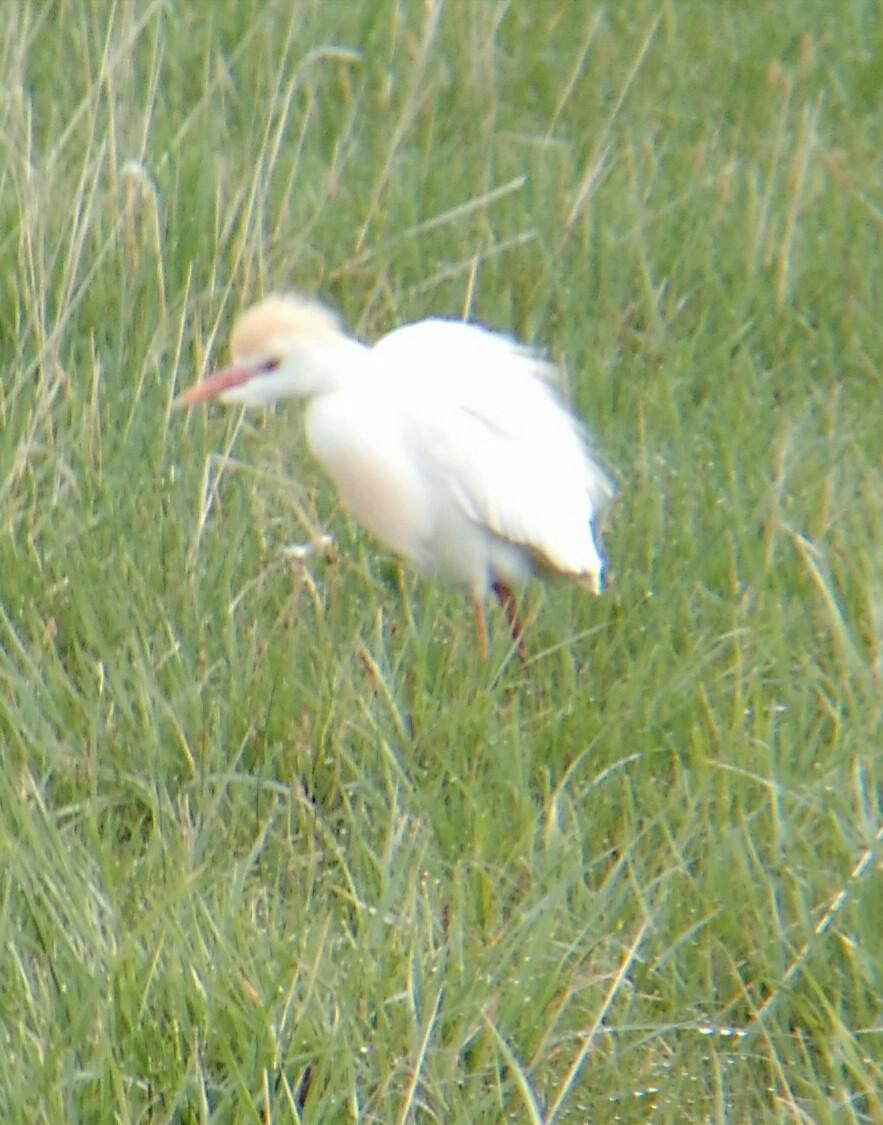 Western Cattle Egret - dave haupt