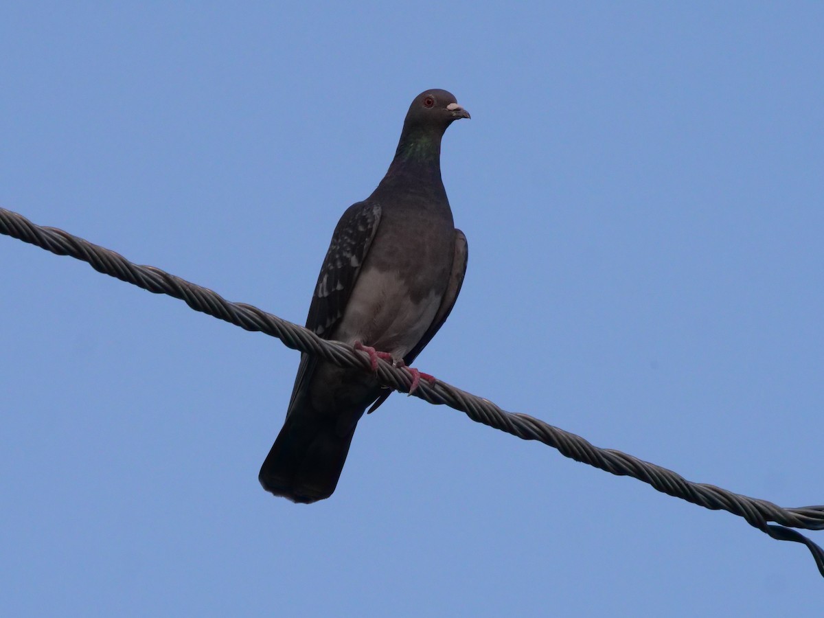 Rock Pigeon (Feral Pigeon) - ML577406131