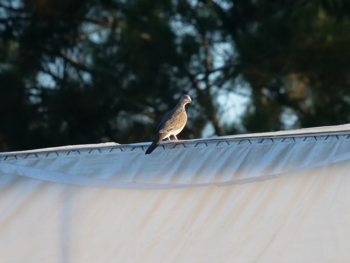 Spotted Dove - ML577406161